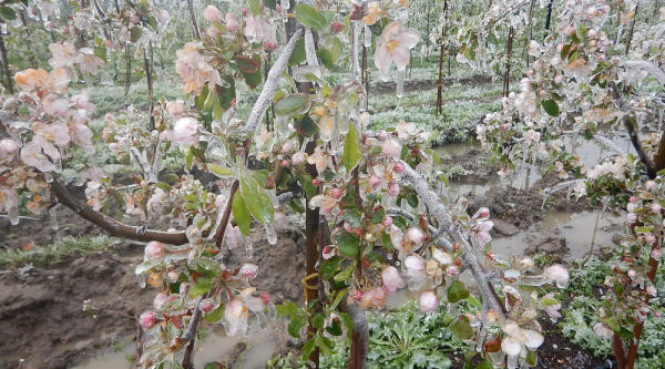 Przeciwprzymrozkowe do sadu