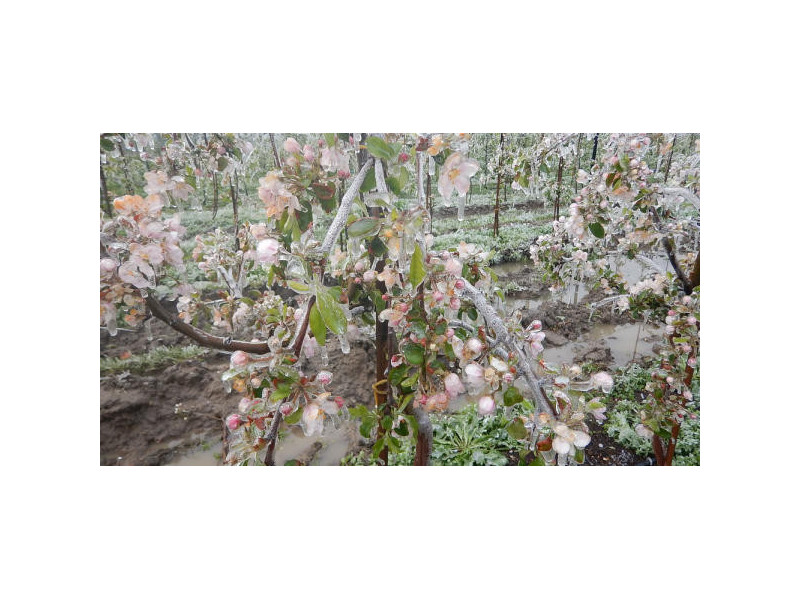 Przeciwprzymrozkowe do sadu